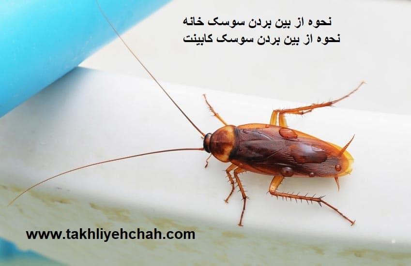 از بین بردن سوسک خانه و کابینت