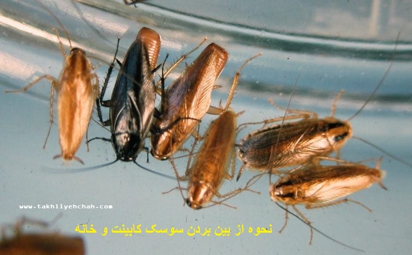 نحوه از بین بردن سوسک خانه و کابینت